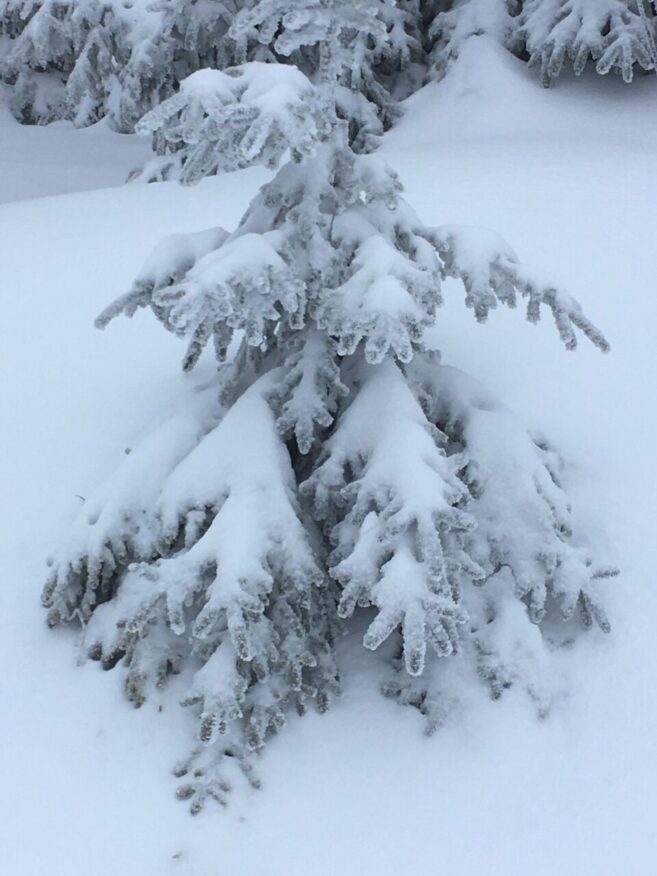 Psv Winterlaufserie 2025 38